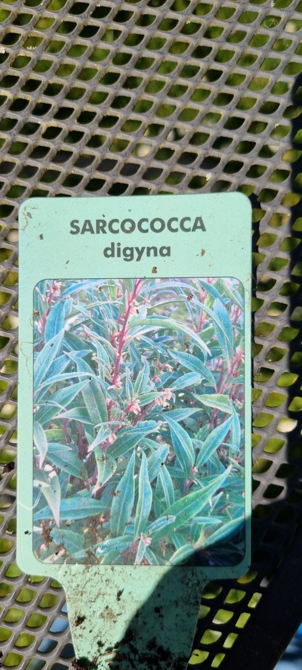 Piante & sementi: Sarcococca digyna im Topf, winterhart, für Garten oder Ba... – Usato da egliswil venduto da Maggy6 2