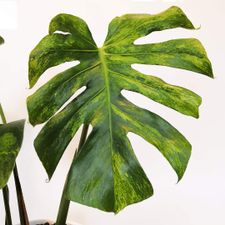 Profile image of polyantha