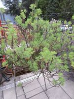 Cola-Kraut (Artemisia abrotanum)