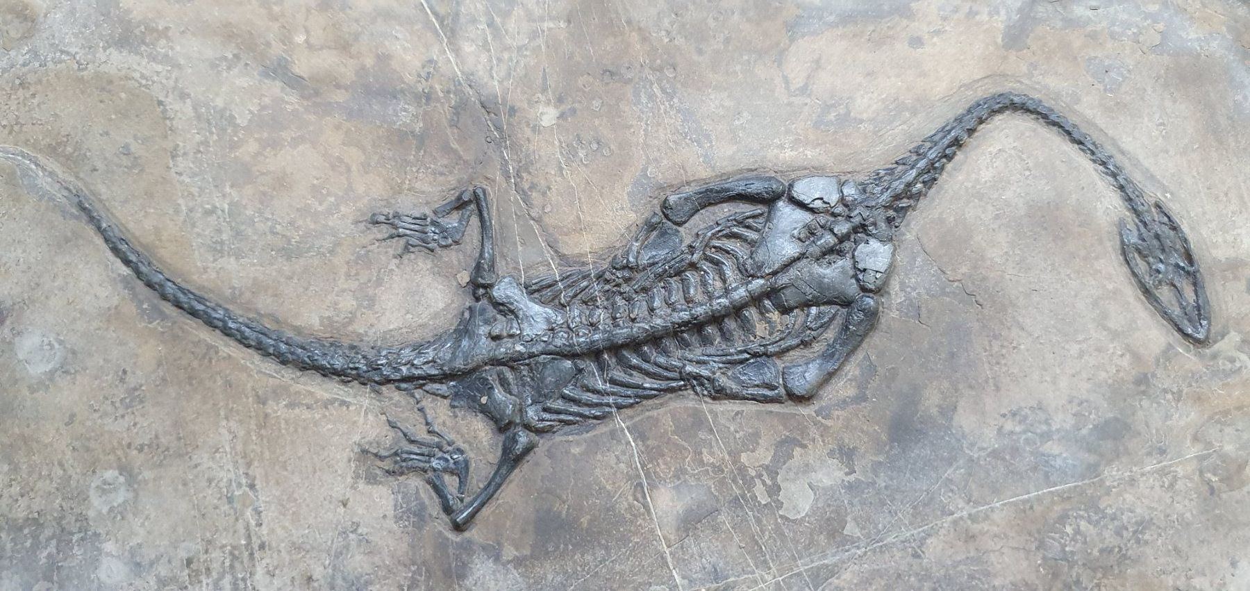 Fossili: KEICHOUSAURUS HUI SCHWIMMSAURIER CHINA – Usato da Lenzburg venduto da Reto013 1