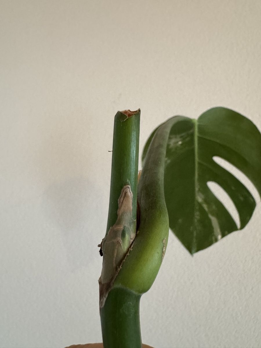 Monstera Variegata Stammsteckling (Gebraucht) in Winterthur fr CHF 5  mit  Lieferung auf Ricardo kaufen