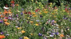 Piante & sementi: Bauerngarten Blumen, Blumenwiese – Nuovo (secondo la descrizione) da Eschen venduto da Saemereien24 2