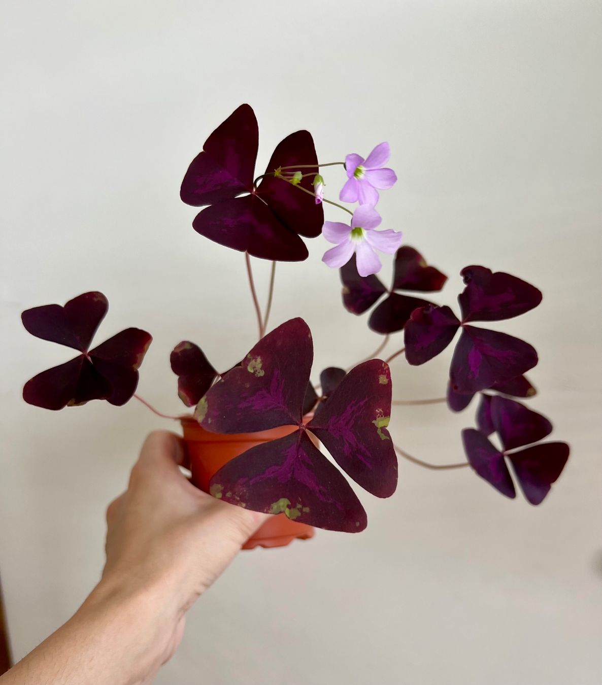 Pflanzen & Samen: Oxalis Triangularis, Roter Glücksklee – Gebraucht aus Glattpark(Opfikon) von ste_n99y 3
