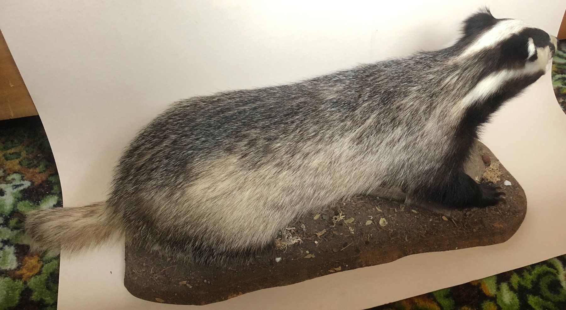 Welt der Tiere: Präparierter Dachs, top Zustand – Gebraucht aus Ganterschwil von ganterb 2
