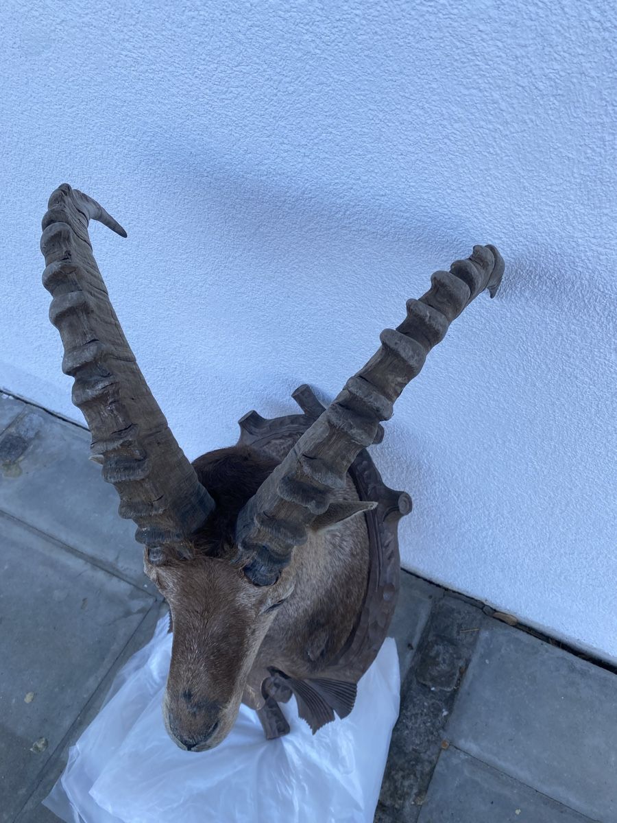 Welt der Tiere: Steinbock – Gebraucht aus Castiel von gamsli1000 3