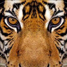 Profile image of EyeOfTheTiger