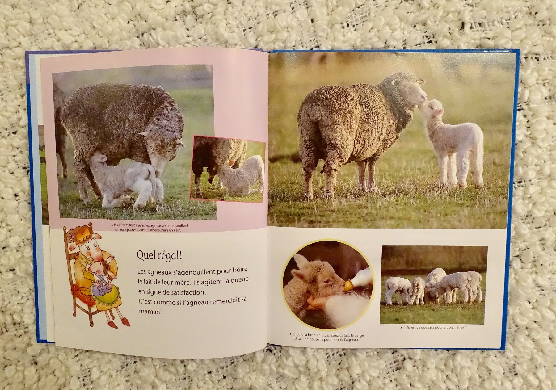 Libri: Livre enfant: le mouton – Nuovo (secondo la descrizione) da Genève venduto da fto_sz8d 2