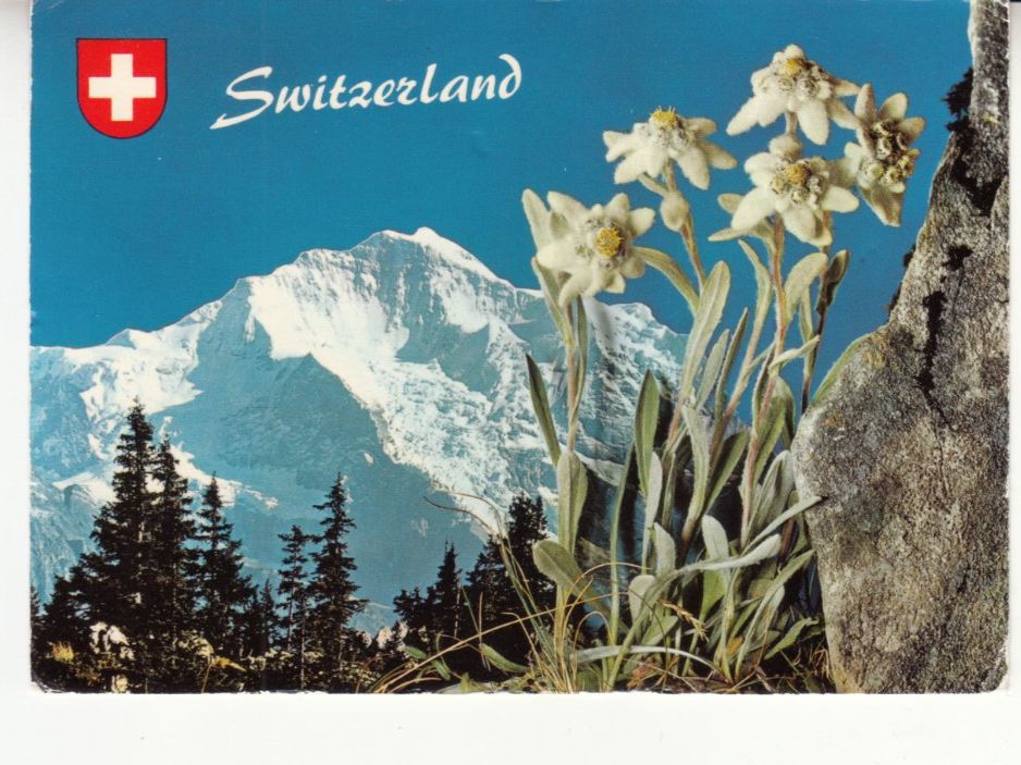 Cartoline postali: Jungfrau 1980 – Usato da Bürglen TG venduto da StampGraf