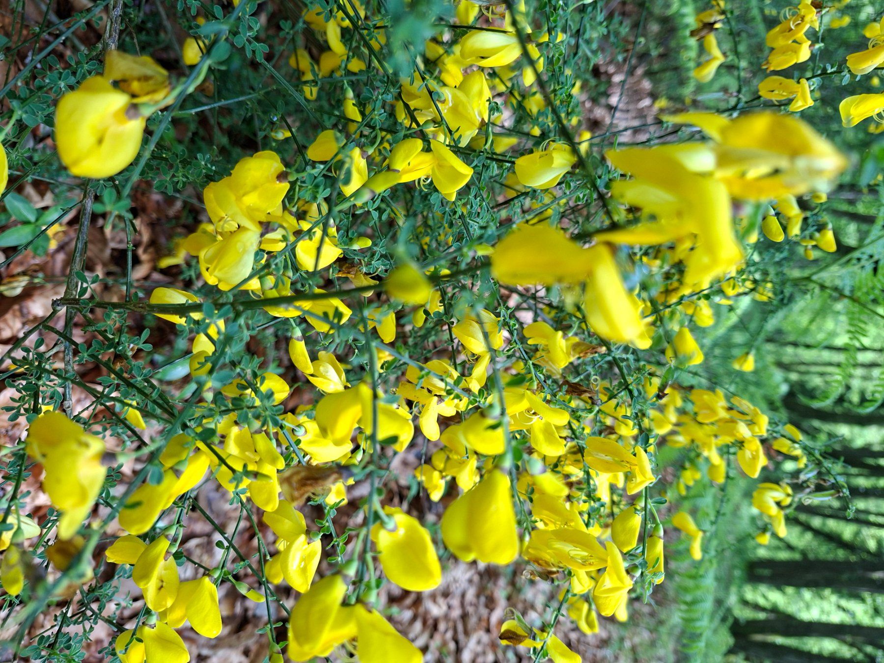 Pflanzen & Samen: Cornetta dondolina 20-30 cm HIPPOCREPIS EMERUS gelb bluhend – Neu und originalverpackt aus Rovio von POSITIFFARTandPLANTS 2