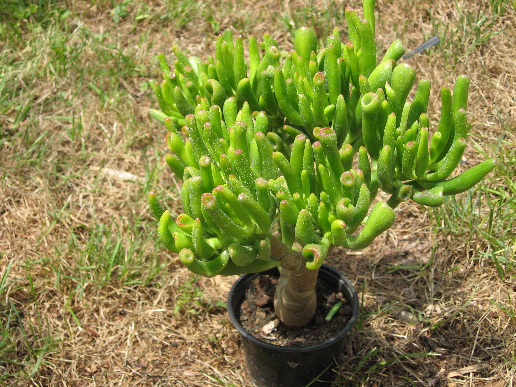 Pflanzen & Samen: Crassula Argantea  Talerbaum, Dickblatt – Neu (gemäss Beschreibung) aus Vinelz von Wellensittich55