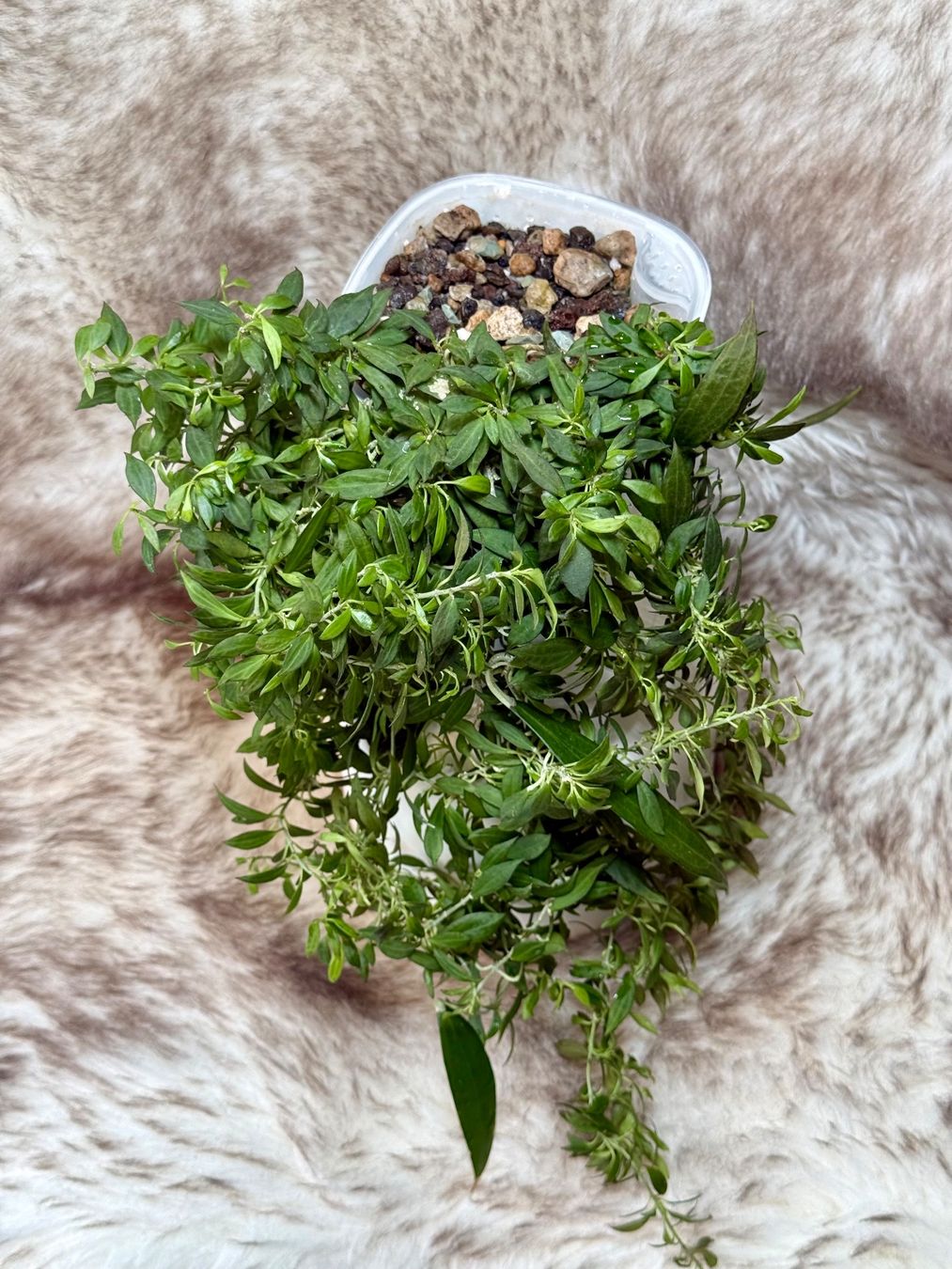 Piante & sementi: Hoya Microdwarf NS 12-323 – Nuovo (secondo la descrizione) da Bachenbülach venduto da ilawega 1
