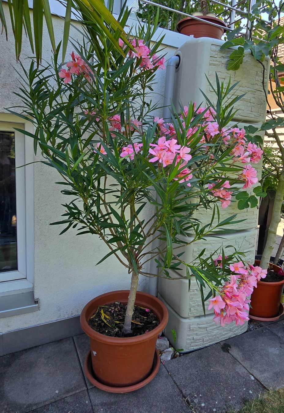 Pflanzen & Samen: Schöner Oleander Hochstamm hellrosa – Gebraucht aus Aarburg von popkorn65 3