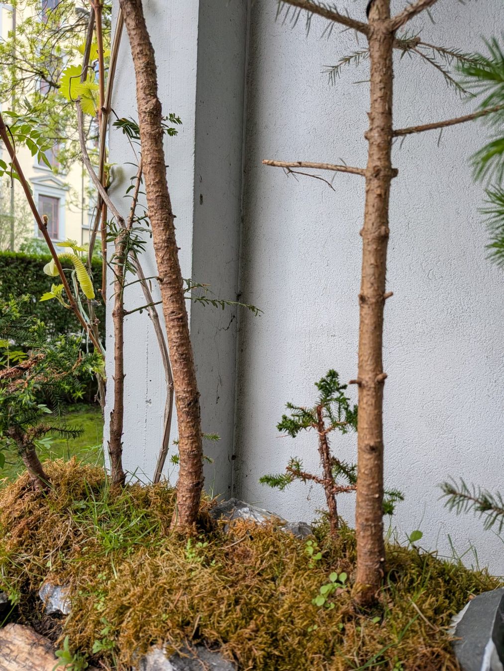 Piante & sementi: Bonsai-Wald – Usato da Bern venduto da Hydrom 3
