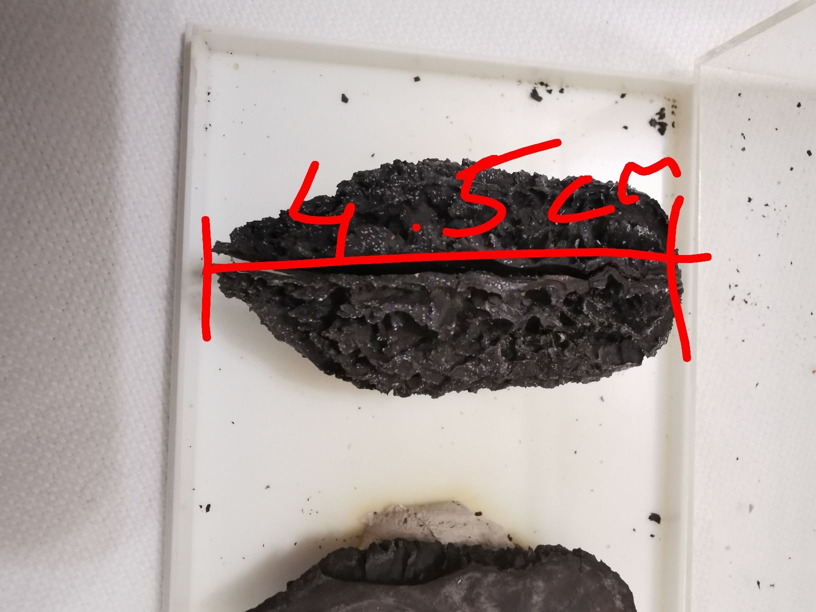 Fossiles: Juglans bergomensis – D'occasion à Basel par Treasurehunter 3