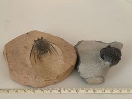 Trilobit Fossilien Konvolut zwei auf Gestein Versteinerung