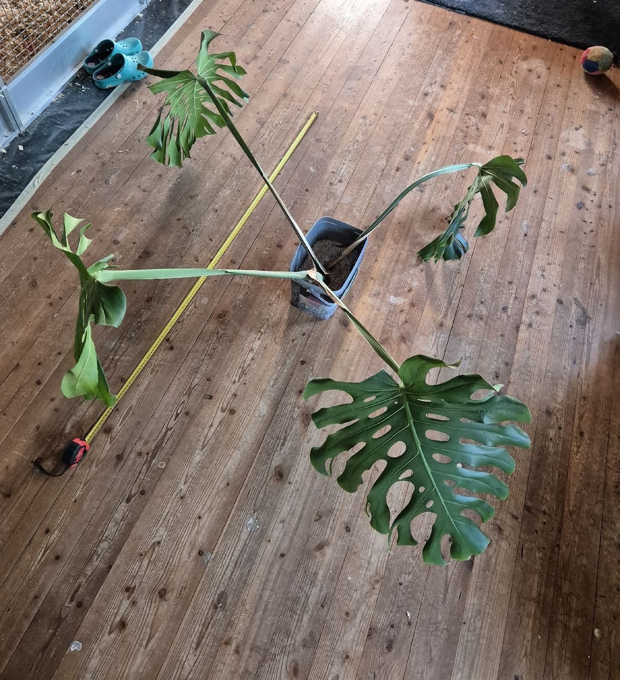 XXL Ableger Monstera Deliciosa (Large) (Usato) a Fischingen per CHF 1   solo ritiro | Acquista su Ricardo