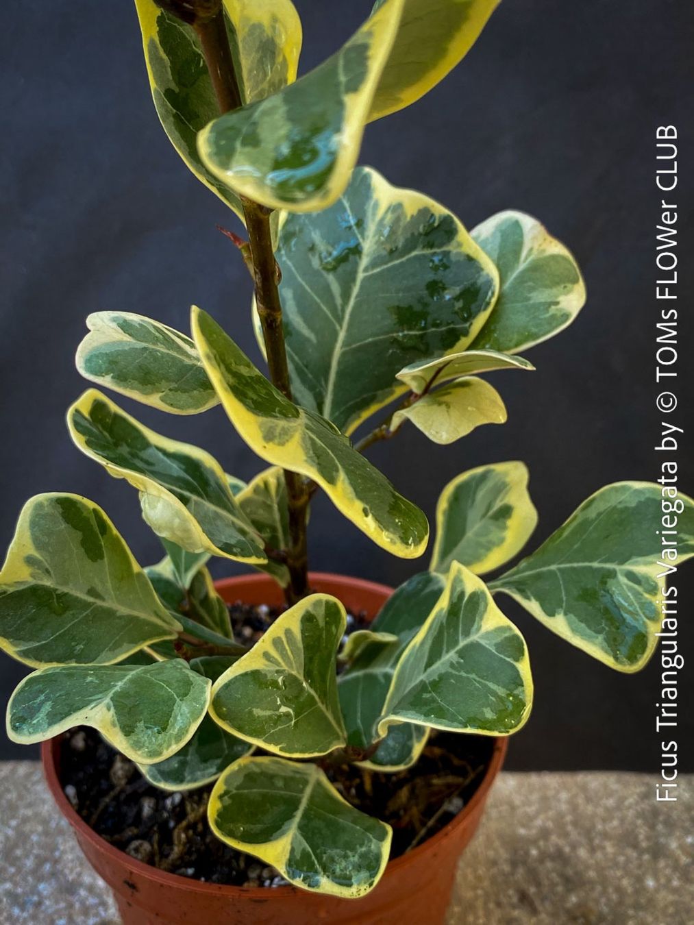 Pflanzen & Samen: Ficus Triangularis Variegata - jedes Blatt wie ein Herz – Neu (gemäss Beschreibung) aus Adliswil von astom369 5