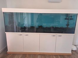 Aquarium avec meuble et filtre FX6 en bon état