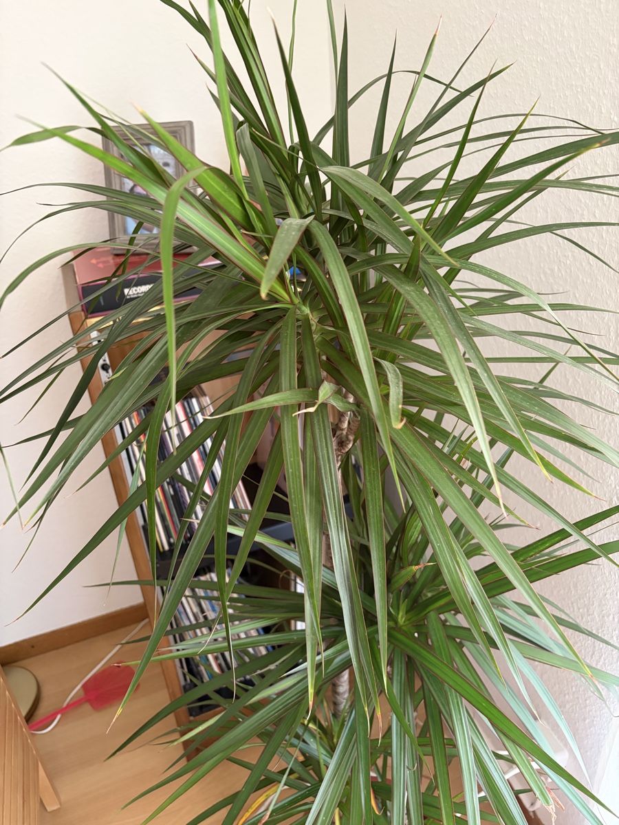 Plantes & graines: Drachenpalme/ Dracaena Palm – D'occasion à Zürich par ber_r6hd 2