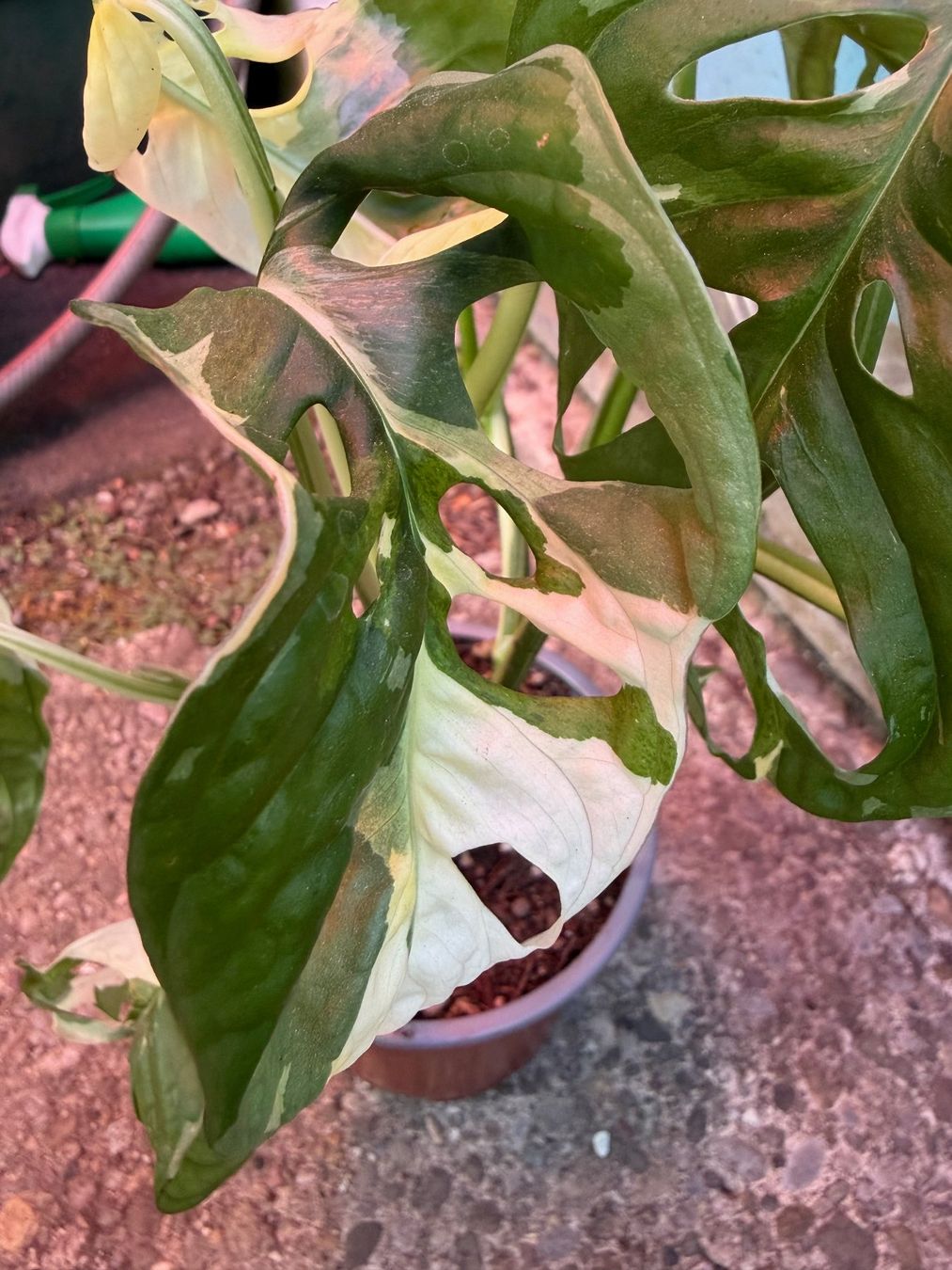 Plantes & graines: Monstera adansonii variegata (Monkey Leaf), getopfte Pflanze – Neuf (Voir description) à Winterthur par Aniger