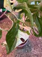 Monstera adansonii variegata (Monkey Leaf), getopfte Pflanze