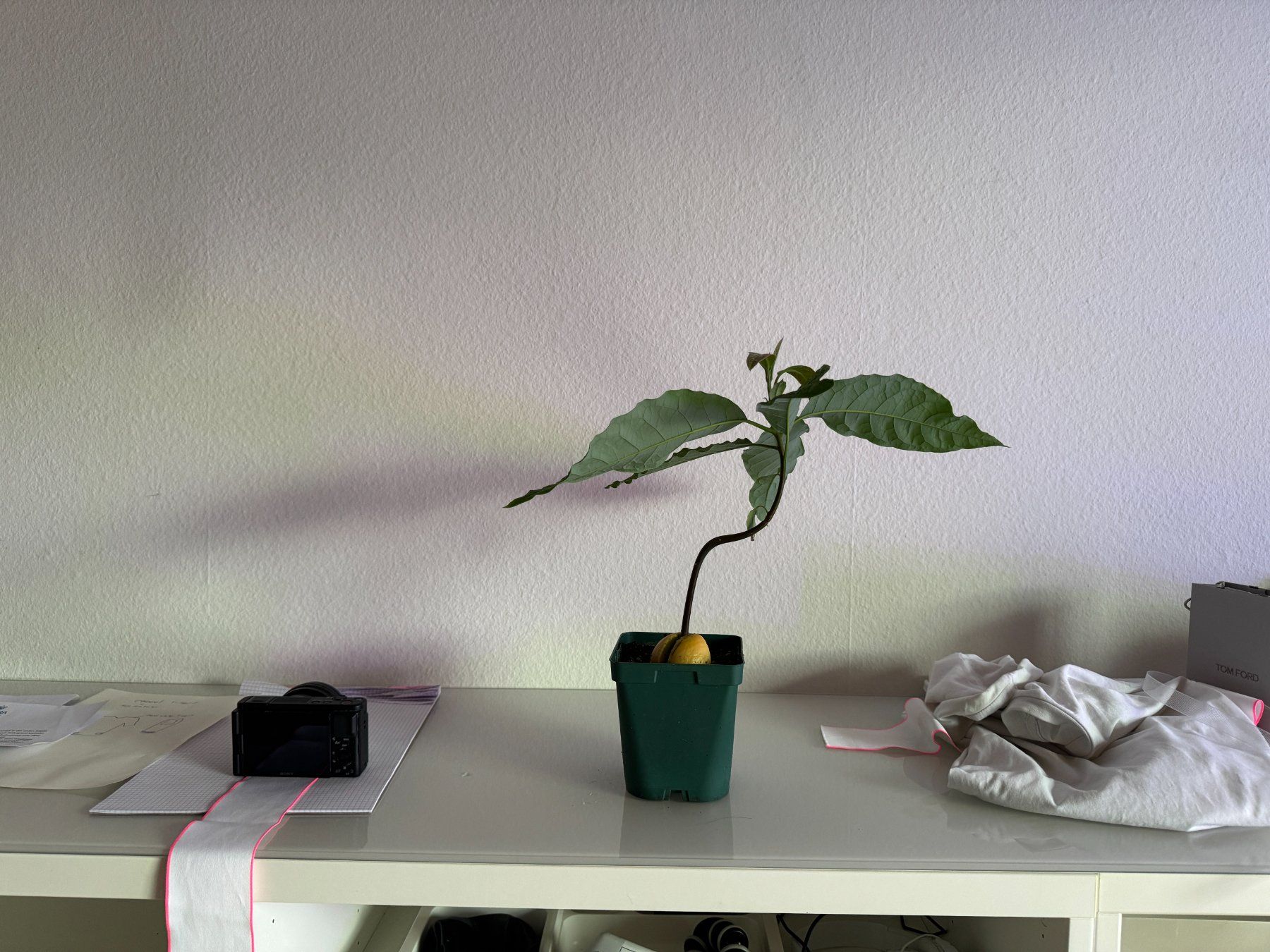Piante & sementi: Avocado Baum (curved trunk) – Nuovo (secondo la descrizione) da Schlieren venduto da Edgar_k