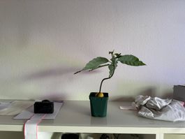 Avocado Baum (curved trunk)