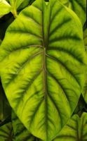 🤩Alocasia Dragon Scale Aurea ausgetriebenes Rhizom