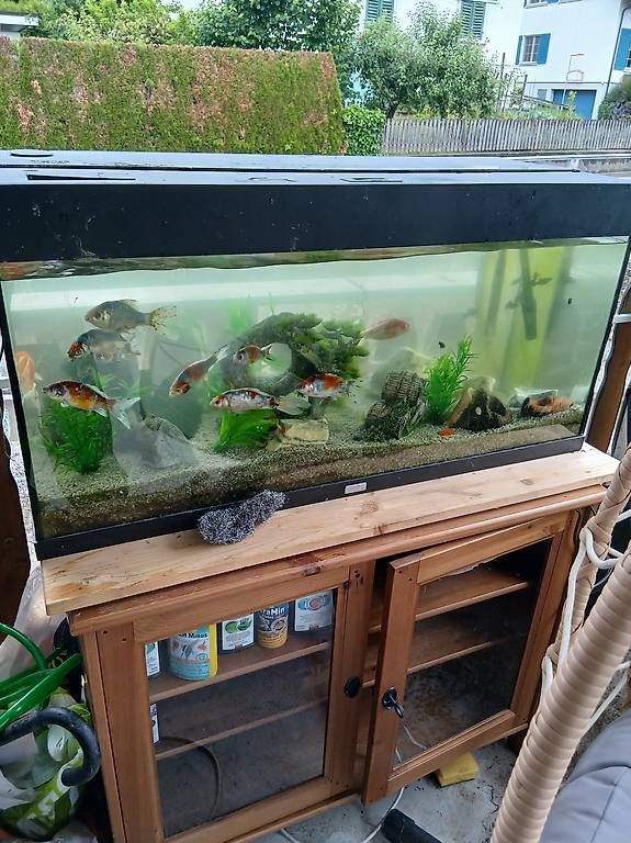 Acquari: Aquarium komplett mit Allem ohne Fische – Usato da Aadorf venduto da thomasstoll01 4