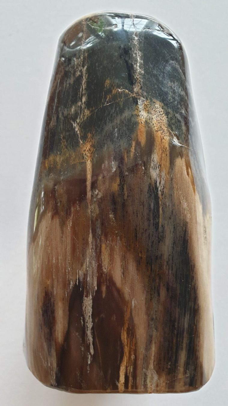 Fossili: Versteinertes Holz – Usato da Goldach venduto da armando_r 3