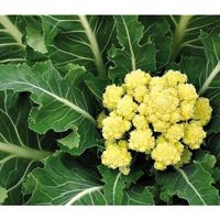 Chou - Brocoli Nine star  ( Perpétuel )  PLANT