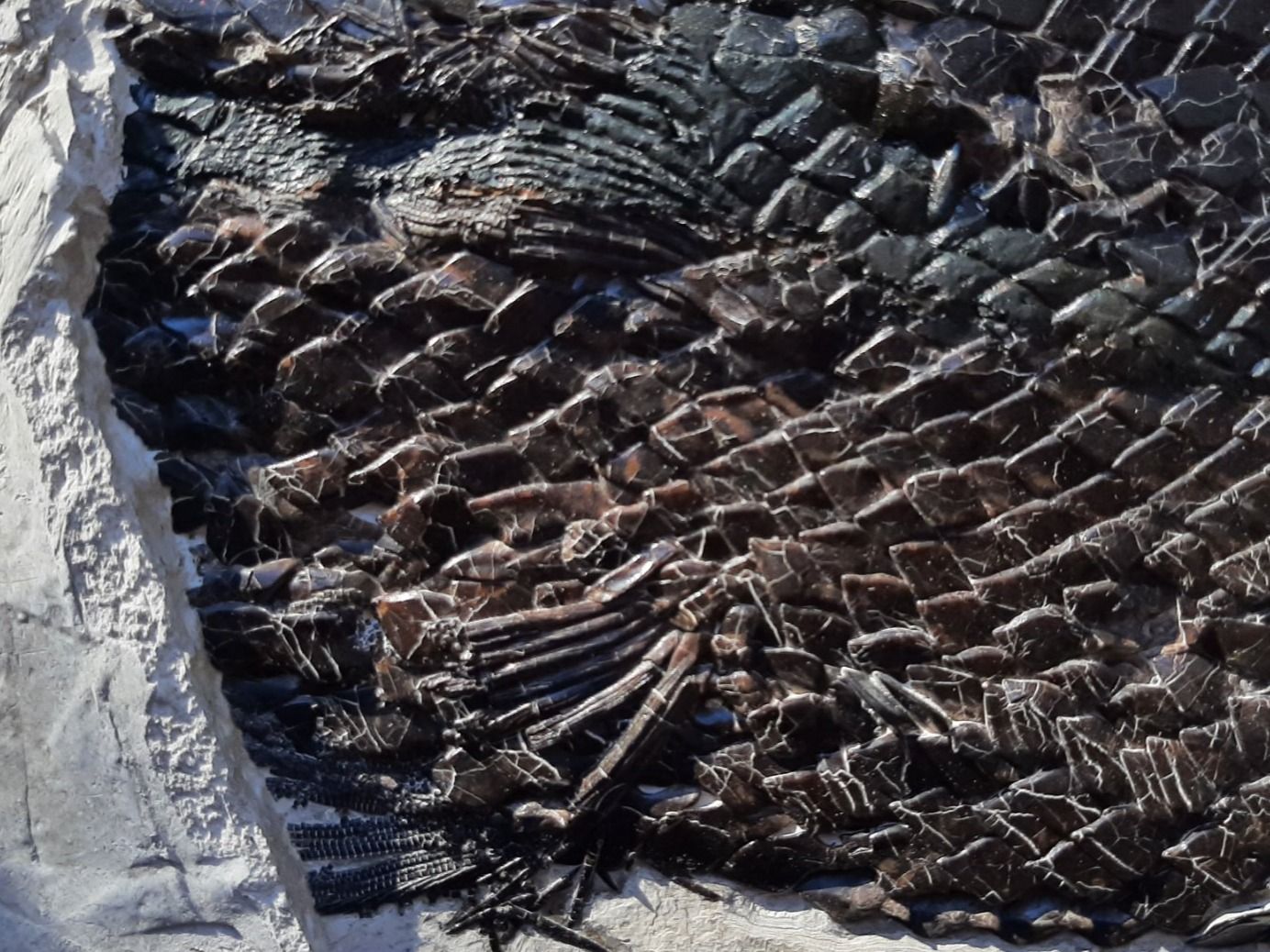 Fossili: Fossiler Fisch, Knochenhecht – Usato da Rickenbach BL venduto da Oktober68 7