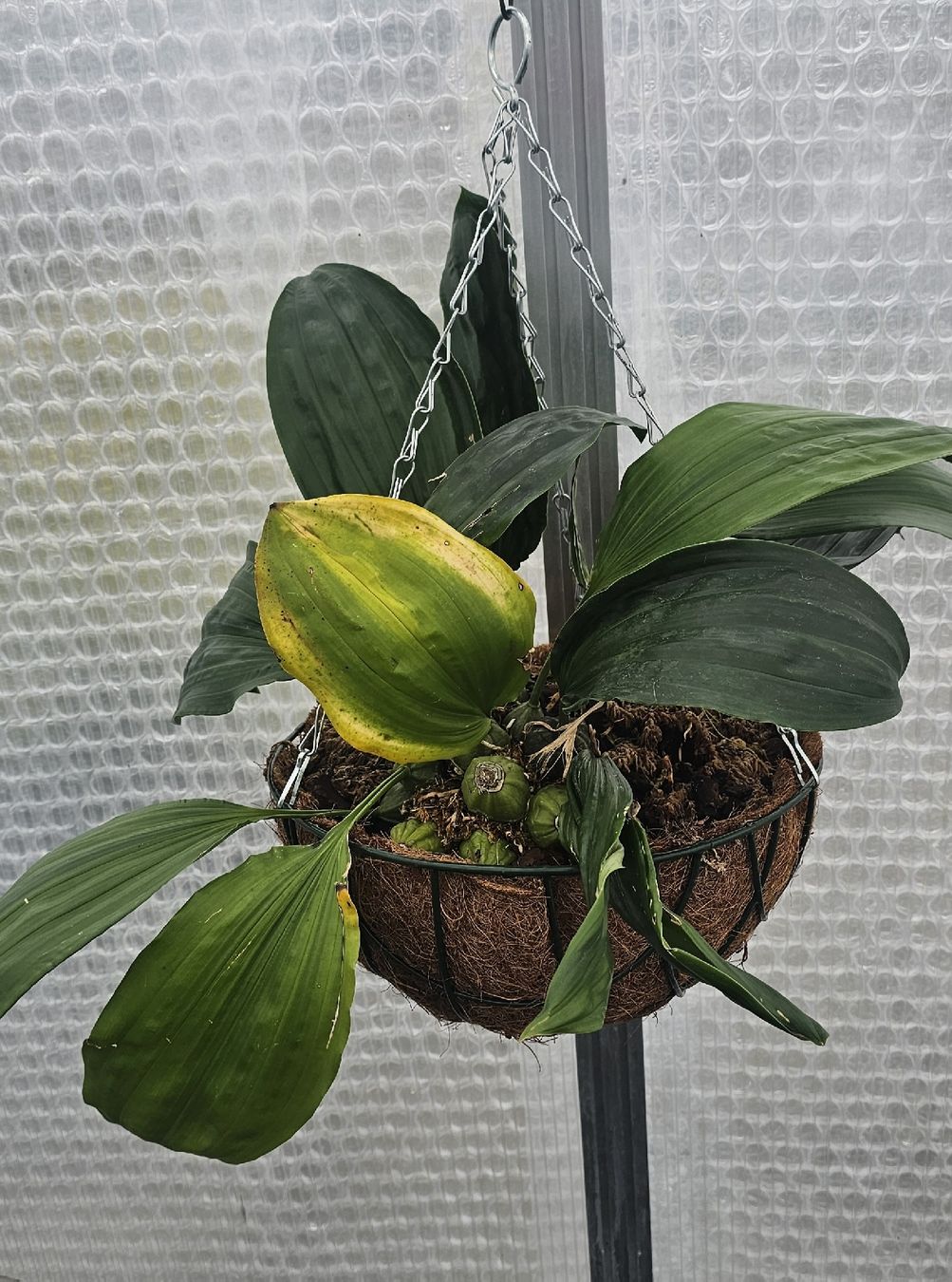 Piante & sementi: Orchidee Stanhopea oculata – Usato da Jona venduto da Smurnaya 2