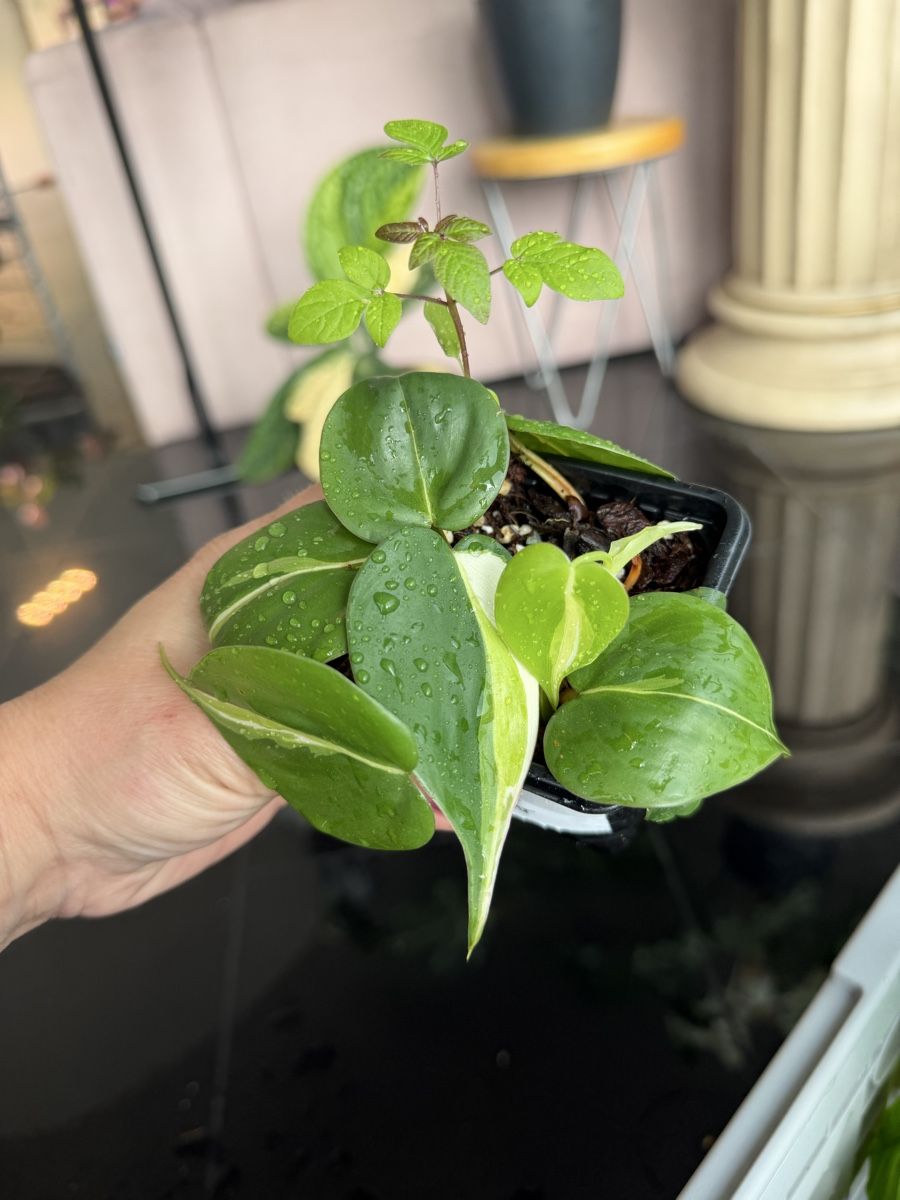 Piante & sementi: Philodendron cream splash  – Nuovo (secondo la descrizione) da Buchrain venduto da Stetoscop