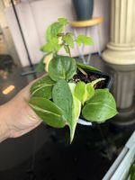 Philodendron cream splash 