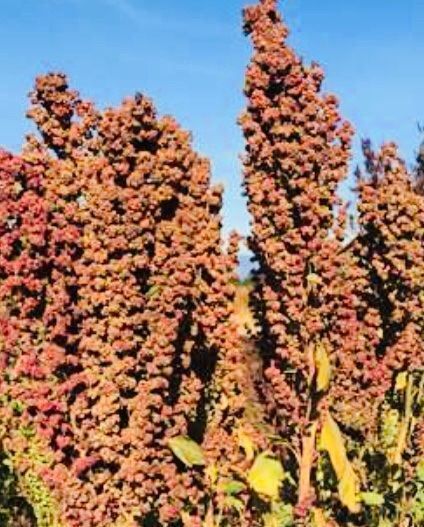 Plantes & graines: Ab 5.- 20 fr SAMEN GRAINES SEMI SEEDS Quinoa – Neuf avec emballage d'origine à Rovio par POSITIFFARTandPLANTS 5