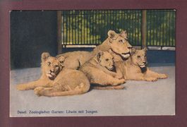 BASEL - Zoologischer Garten - Löwin mit Jungen // Falte //