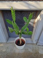 Kaktus Opuntia