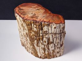 Versteinerter Holz Stamm 10cm  633 Gramm