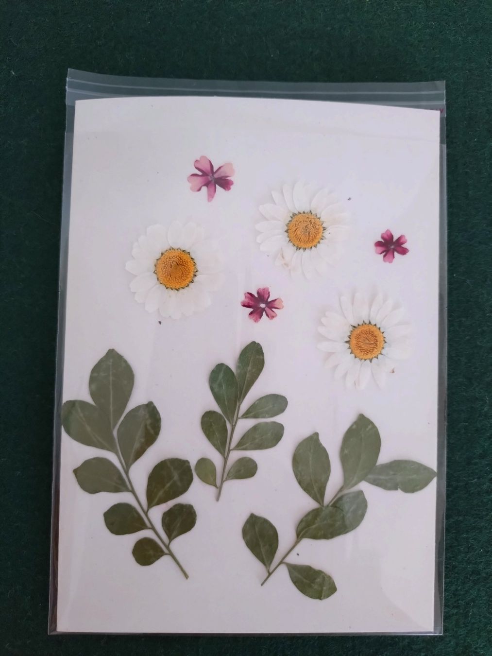 Karten: Grusskarte mit echten Blüten und Blättern – Neu und originalverpackt aus Kilchberg ZH von chr_g5kn 2