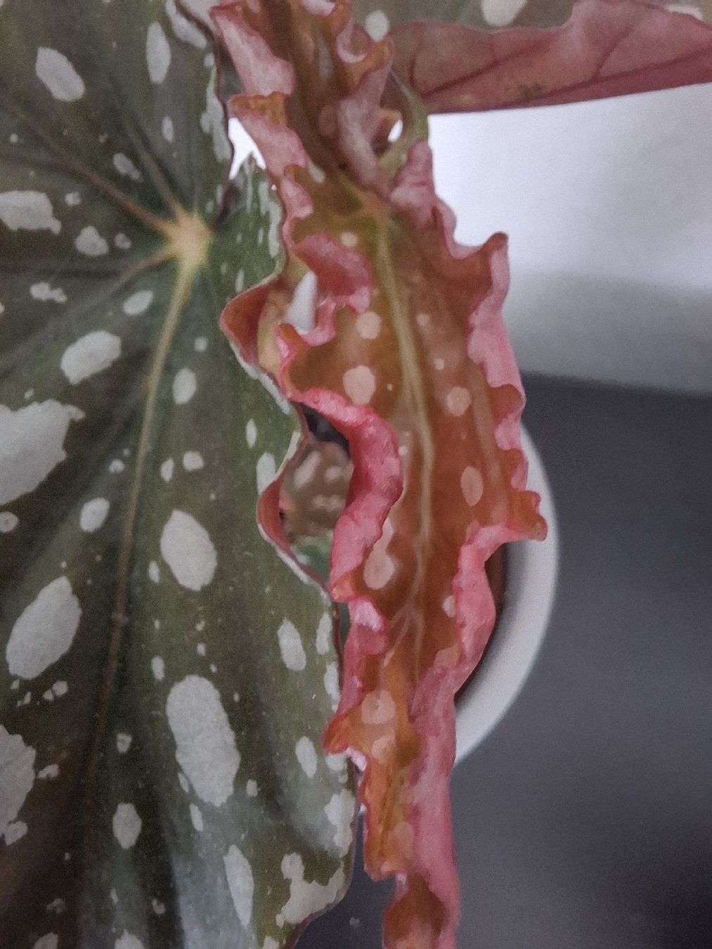 Piante & sementi: Bouture Begonia Maculata et petit cache-pot – Usato da Neuchâtel venduto da FloKo88 4
