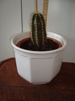 Kaktus