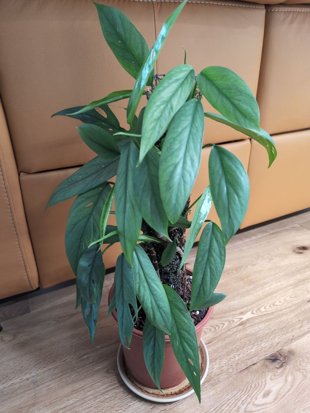 Piante & sementi: Epipremnum pinnatum 'Cebu Blue' am Moosstab – Usato da Bern venduto da JennisJungle 1