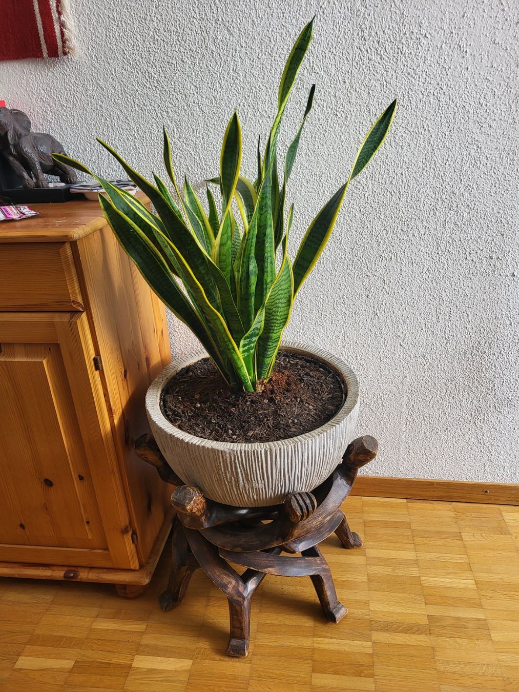 Pots de fleurs: Einzigartiger Blumentopf – D'occasion à Zürich par bec_p62s 1