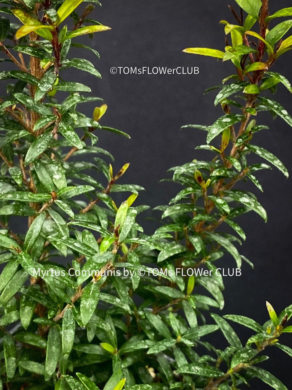 Plantes & graines: Myrtus Communis - duftende Myrte - Steckling oder Stämmchen – Neuf avec emballage d'origine à Adliswil par astom369 7