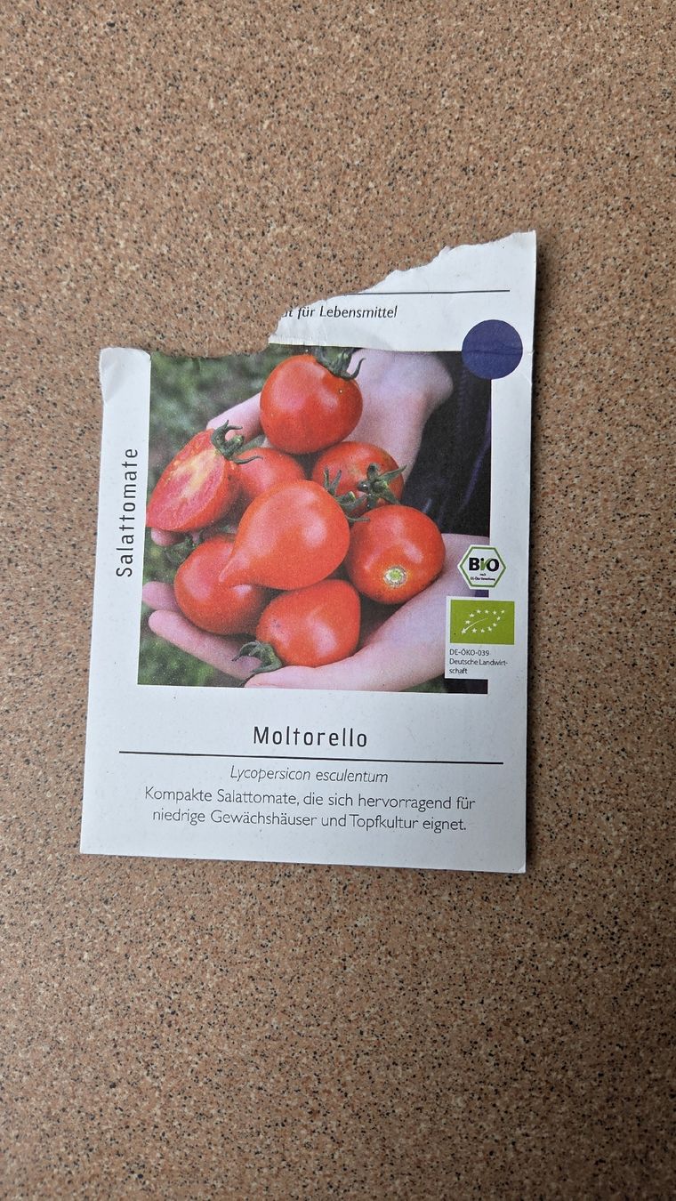 Piante & sementi: Tomaten Setzling  – Usato da Oberwil (Dägerlen) venduto da Green_lady 1