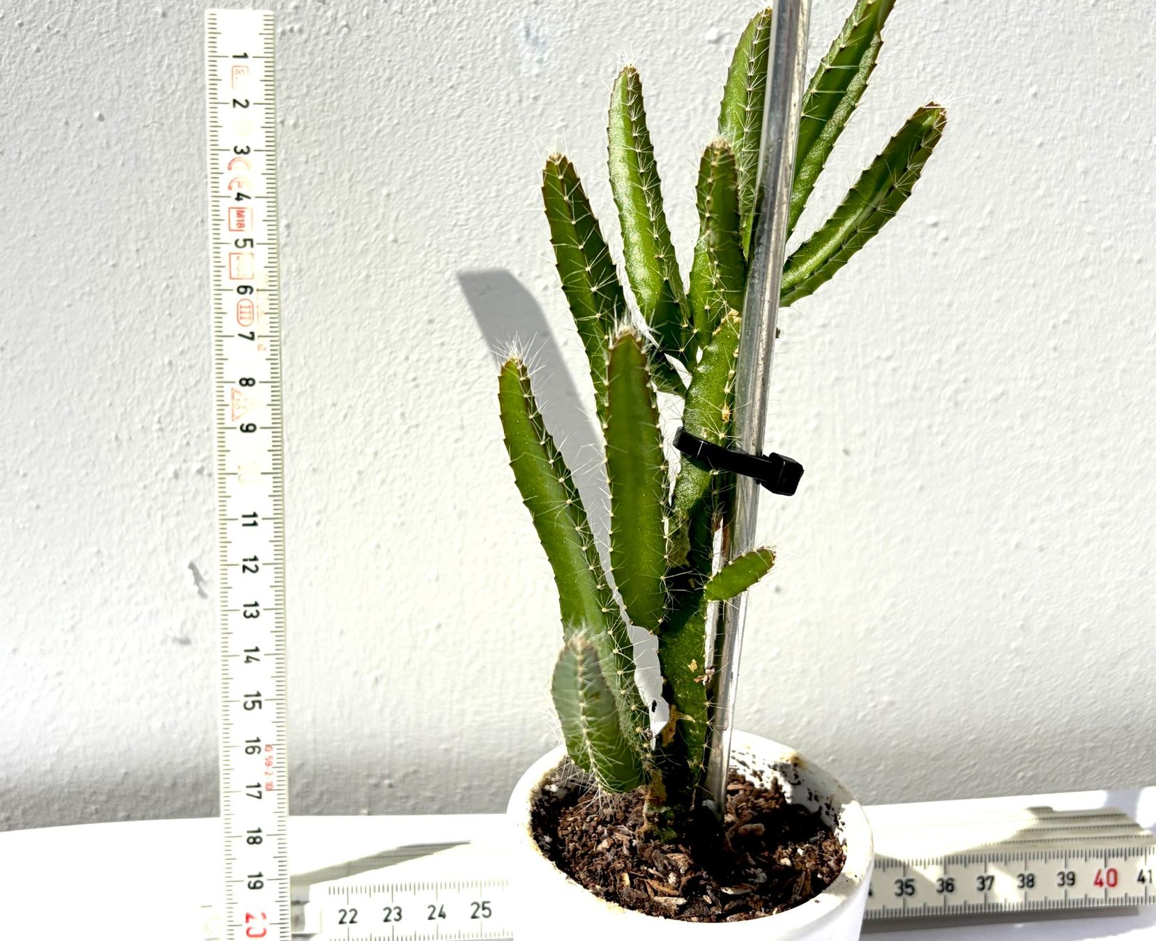 Piante & sementi: Drachenfrucht-Pflanzen, (rotfleischige Drachenfrucht) – Usato da Boll venduto da NRie 2