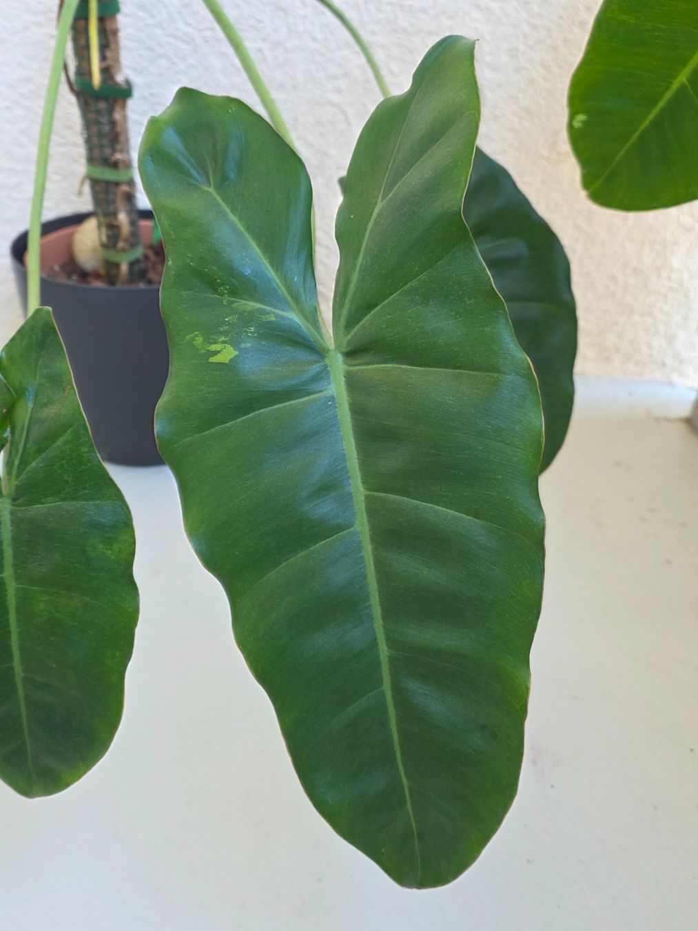 Piante & sementi: Grosser Philodendron Paraiso Verde – Nuovo (secondo la descrizione) da Gerolfingen venduto da Azora 1