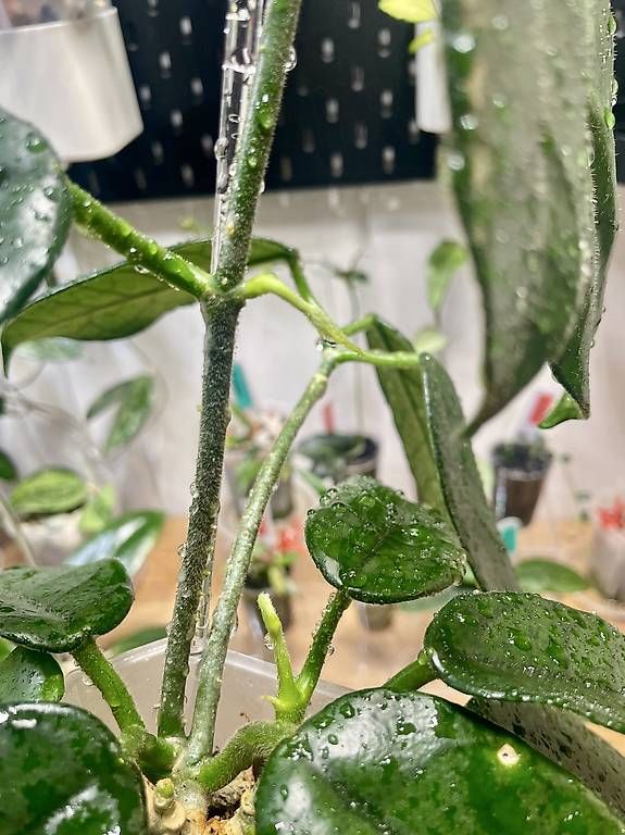 Plantes & graines: Hoya villosa – D'occasion à Schönholzerswilen par Leavylounge 3