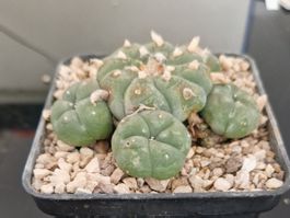 Lophophora Sp. (praktisch aus Stein gemeiselt)